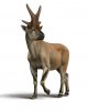 2c05064aeff1f095b398fc247a6eec87--extinct-animals-prehistoric-animals.jpg