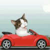 Cat Driving.gif