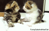 Kittens.gif