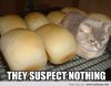 BiscuitKitty.jpg