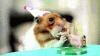 Hamster Eating Cake.gif