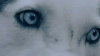 Wolf Eyes.gif