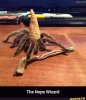 Nope Wizard.jpg