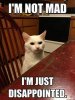 Dissapointed Cat at Table.jpe