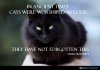 catgod.jpeg