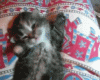 Wake Up Kitten.gif