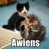 Aliens Kitten.jpg