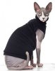 Hairless Cat.jpg
