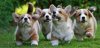 Puppy Stampede.jpg