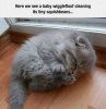 Wigglefloof.jpg