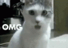 OMG Cat.gif
