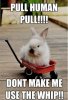 BunnyMaster.jpg