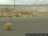 Tumbleweed 2.gif