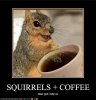 Squirrel and Coffee.jpg