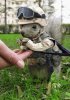 Recon Squirrel.jpg