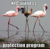KFC Witness Protection.jpe