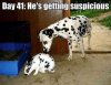 Dalmation.jpg