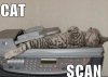 Cat Scan.jpg
