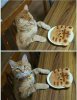 Cat and pancake.jpg