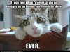 Needy Cat.jpg