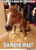 Wanted a Pony.jpg