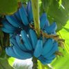 Blue Bananas.jpg