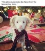 Albino Puppy.jpg
