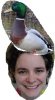 Mallard.jpg
