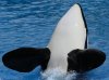 Orca hug.jpe