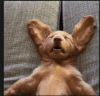 laidout doggie.png