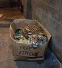 Free Kitten.jpg
