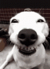 Puppy Smile.gif