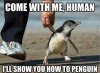 show_you_how_to_penguin.jpg