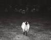 sheep.png