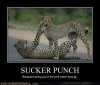 Because-Kicking-You-In-The-Junk-Was-Not-Enough-Funny-Demotivational-Leopard-Image.jpg