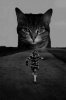 Horror Cat.jpg