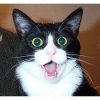 Shocked Cat.jpg
