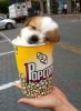 Pup corn.jpg