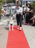 dog2.jpg