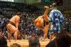sumo.jpg