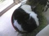 Cat Grass.jpg