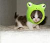 cute-kitty-frog2.jpg