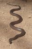 220px-Eastern_Brown_Snake_-_Kempsey_NSW.jpg
