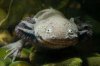 Isle-Royal_Mudpuppy.jpg