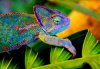 chameleon-1-mirror.jpg