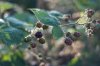 blackberries S .jpg