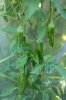 chilli peppers S .jpg