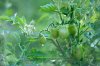 green tomatoes 2 S.jpg