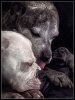 The Dogs_600x454.jpg