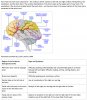 brain.jpg